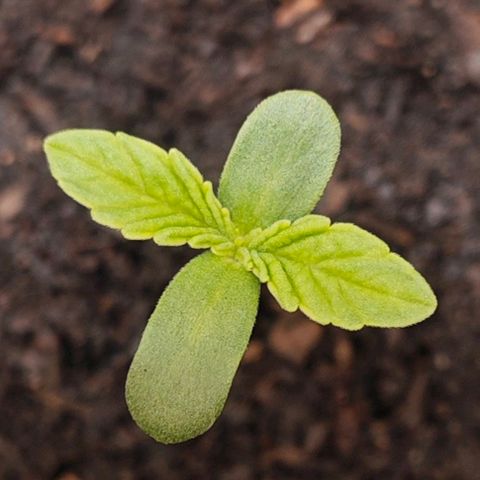 POISON ENVY  growlog timeline photo