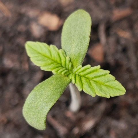 Grease Monkey "D.I.V.A" growlog timeline photo