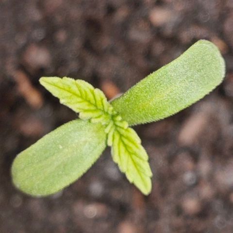 SUPER BOOF "Bootsy" growlog timeline photo
