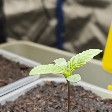 POISON ENVY  growlog timeline photo