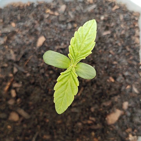 POISON ENVY  growlog timeline photo