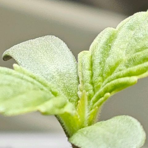 POISON ENVY  growlog timeline photo