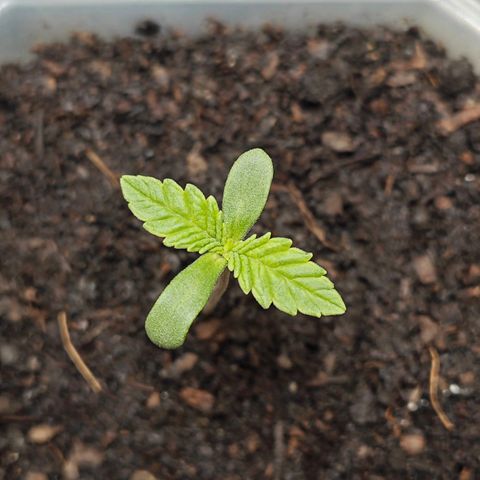 Grease Monkey "D.I.V.A" growlog timeline photo