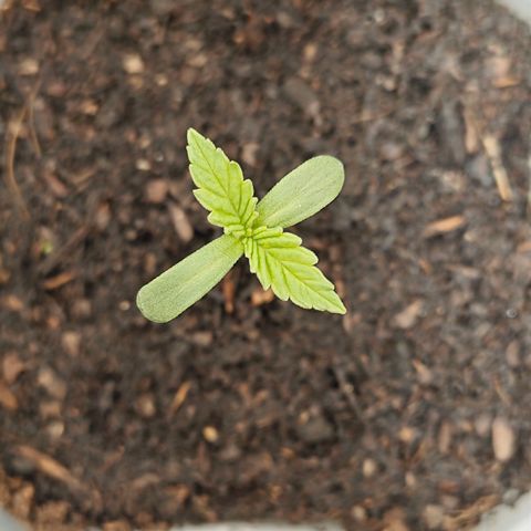 SUPER BOOF "Bootsy" growlog timeline photo