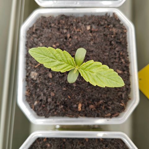 POISON ENVY  growlog timeline photo
