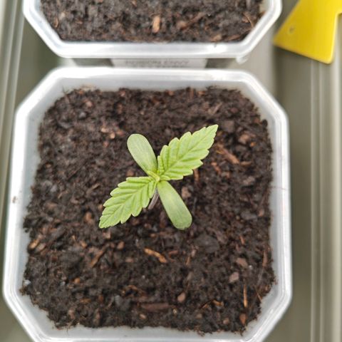 SUPER BOOF "Bootsy" growlog timeline photo