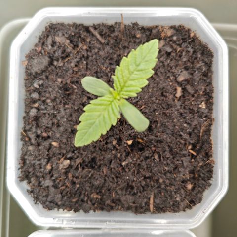 Grease Monkey "D.I.V.A" growlog timeline photo