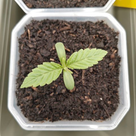 SUPER BOOF "Bootsy" growlog timeline photo