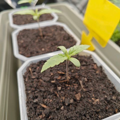 SUPER BOOF "Bootsy" growlog timeline photo