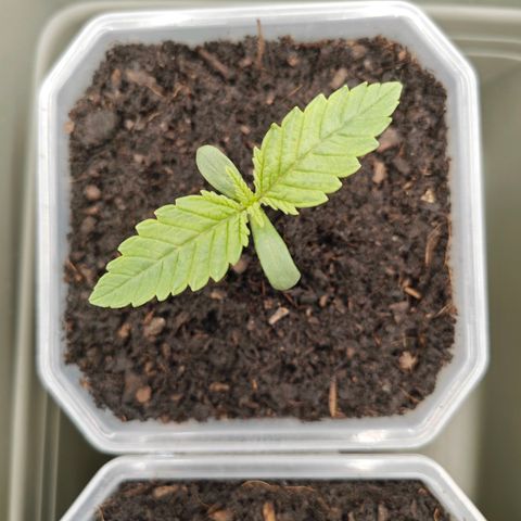 Grease Monkey "D.I.V.A" growlog timeline photo