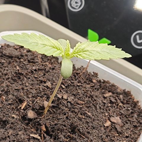 Grease Monkey "D.I.V.A" growlog timeline photo