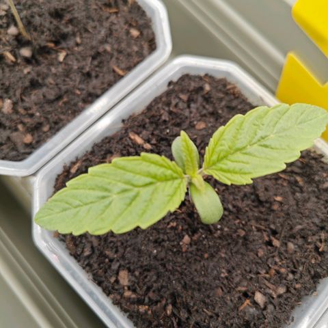 POISON ENVY  growlog timeline photo