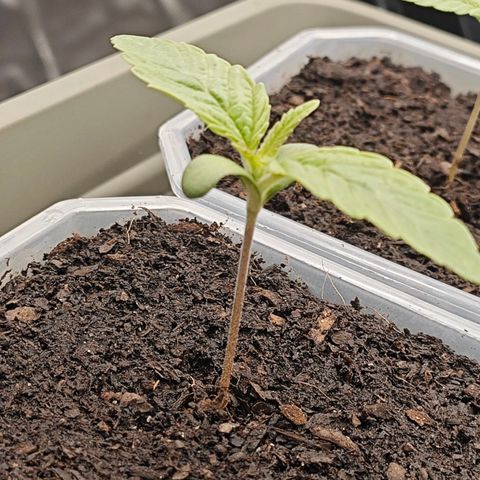 POISON ENVY  growlog timeline photo