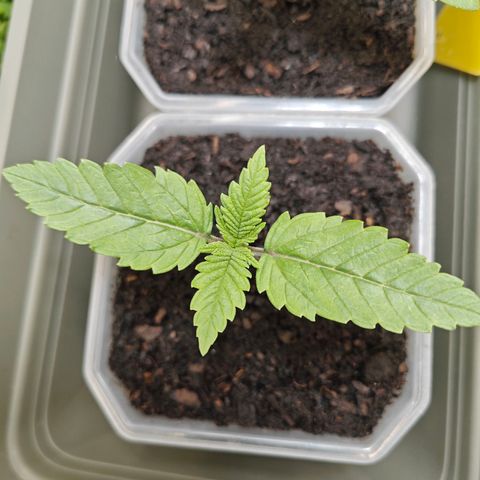 Grease Monkey "D.I.V.A" growlog timeline photo