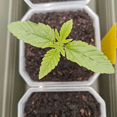 POISON ENVY  growlog timeline photo