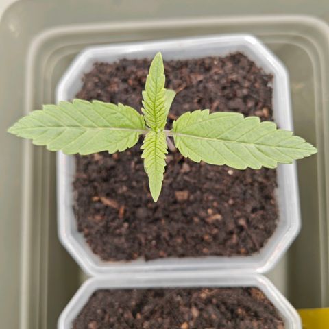 SUPER BOOF "Bootsy" growlog timeline photo