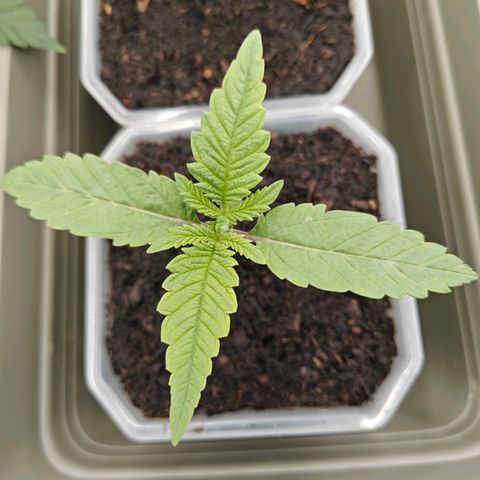 SUPER BOOF "Bootsy" growlog timeline photo