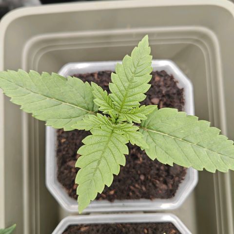 Grease Monkey "D.I.V.A" growlog timeline photo