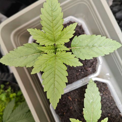 Grease Monkey "D.I.V.A" growlog timeline photo