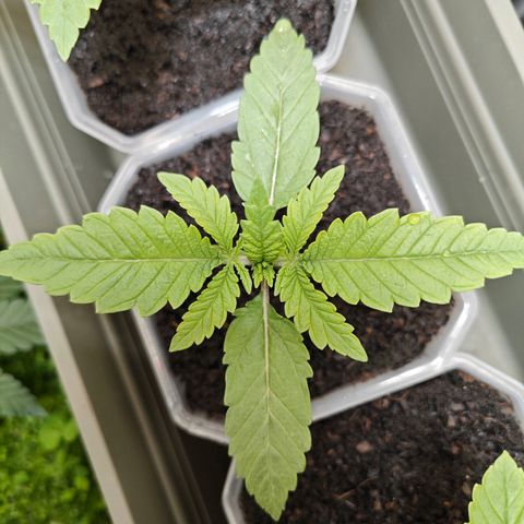 SUPER BOOF "Bootsy" growlog timeline photo