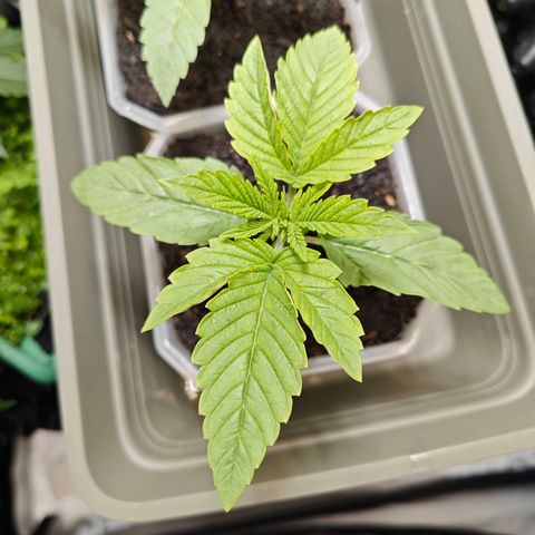 POISON ENVY  growlog timeline photo