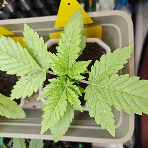 Grease Monkey "D.I.V.A" growlog timeline photo