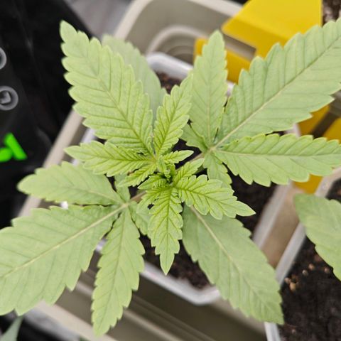SUPER BOOF "Bootsy" growlog timeline photo