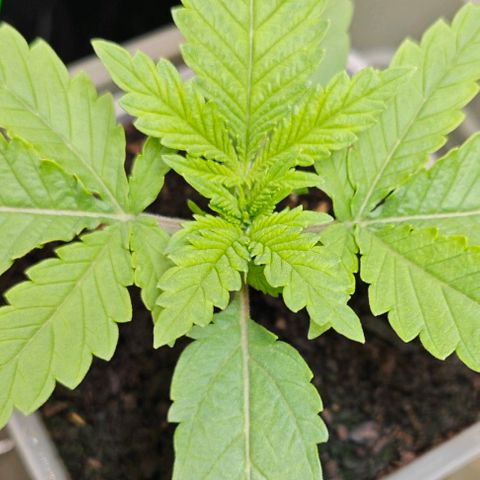 SUPER BOOF "Bootsy" growlog timeline photo