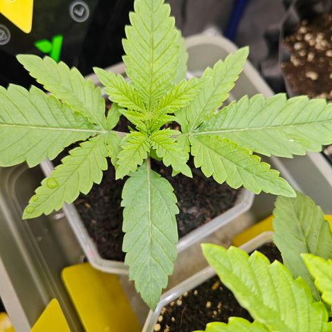 SUPER BOOF "Bootsy" growlog timeline photo