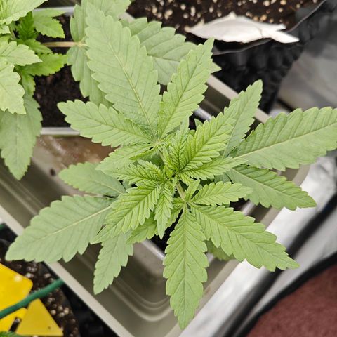 SUPER BOOF "Bootsy" growlog timeline photo