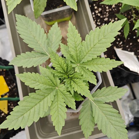 Grease Monkey "D.I.V.A" growlog timeline photo