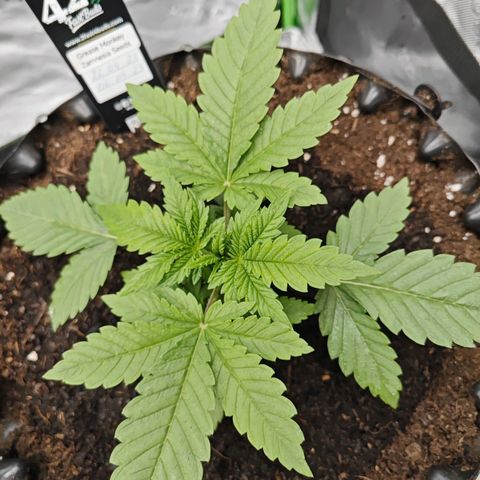 Grease Monkey "D.I.V.A" growlog timeline photo