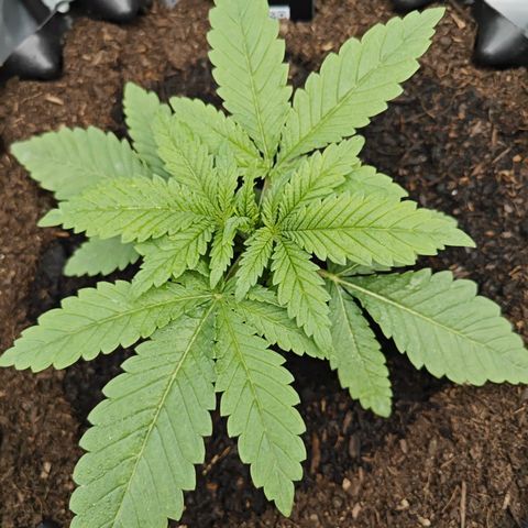 SUPER BOOF "Bootsy" growlog timeline photo