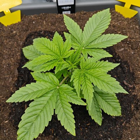 POISON ENVY  growlog timeline photo