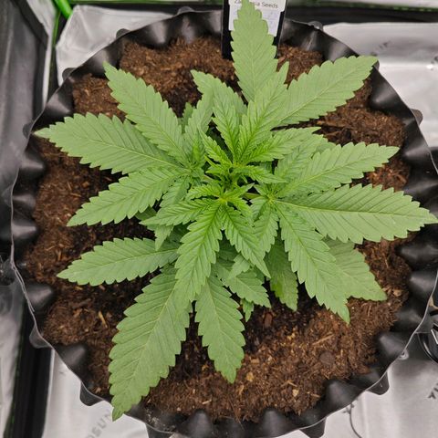 SUPER BOOF "Bootsy" growlog timeline photo