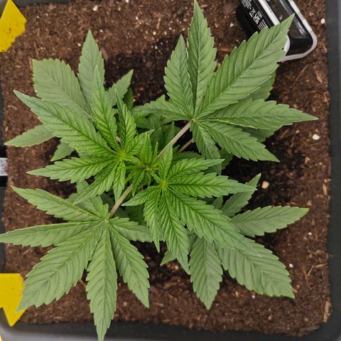 POISON ENVY  growlog timeline photo