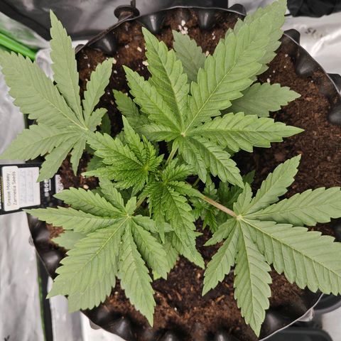Grease Monkey "D.I.V.A" growlog timeline photo