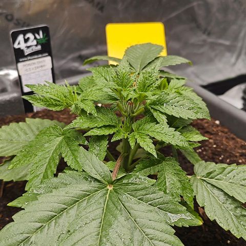 POISON ENVY  growlog timeline photo