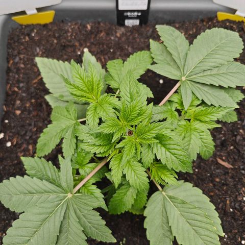 POISON ENVY  growlog timeline photo
