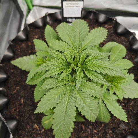 SUPER BOOF "Bootsy" growlog timeline photo