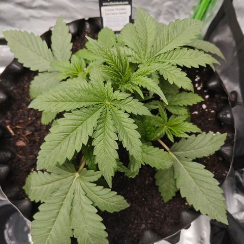 Grease Monkey "D.I.V.A" growlog timeline photo