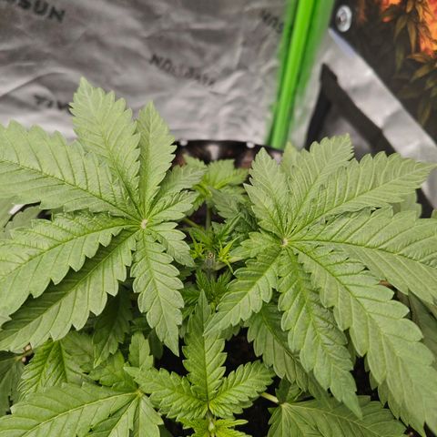 Grease Monkey "D.I.V.A" growlog photo: Erstes topping 