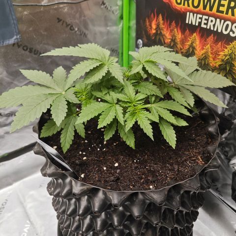 Grease Monkey "D.I.V.A" growlog photo: Erstes topping 