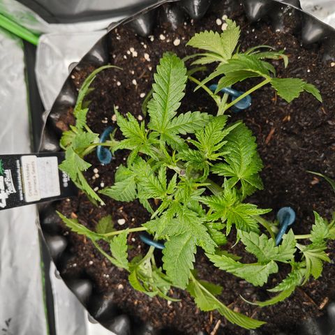 Grease Monkey "D.I.V.A" growlog timeline photo