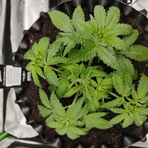 SUPER BOOF "Bootsy" growlog timeline photo