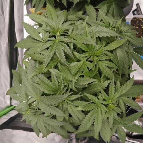 SUPER BOOF "Bootsy" growlog timeline photo