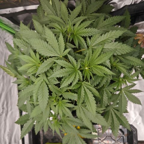 Grease Monkey "D.I.V.A" growlog timeline photo