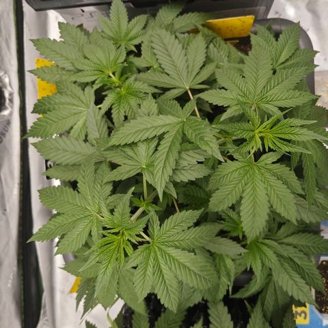 POISON ENVY  growlog timeline photo