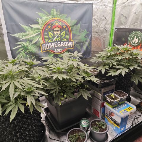 POISON ENVY  growlog timeline photo