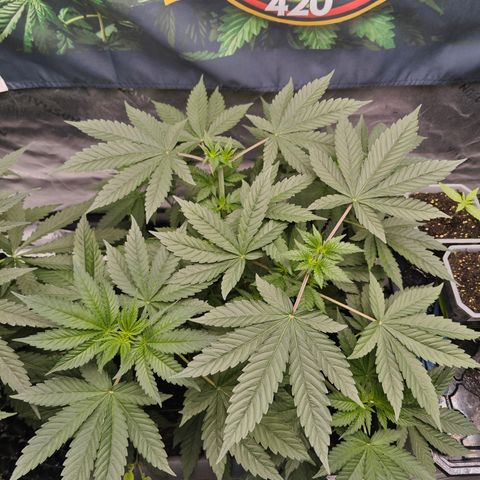 POISON ENVY  growlog timeline photo